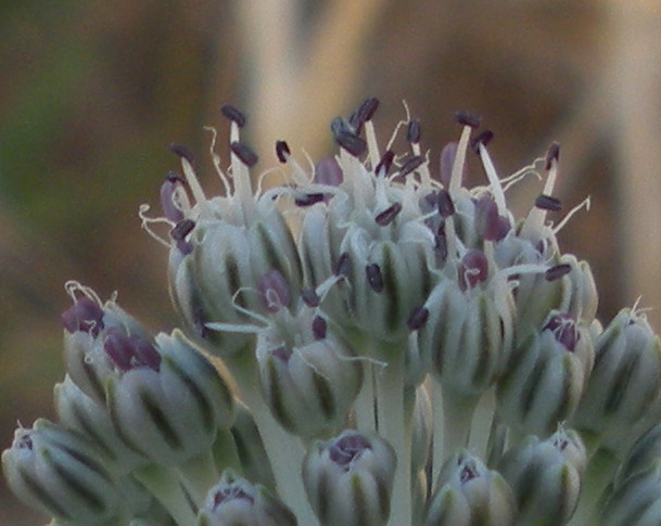 <i>Allium sardoum</i> Moris