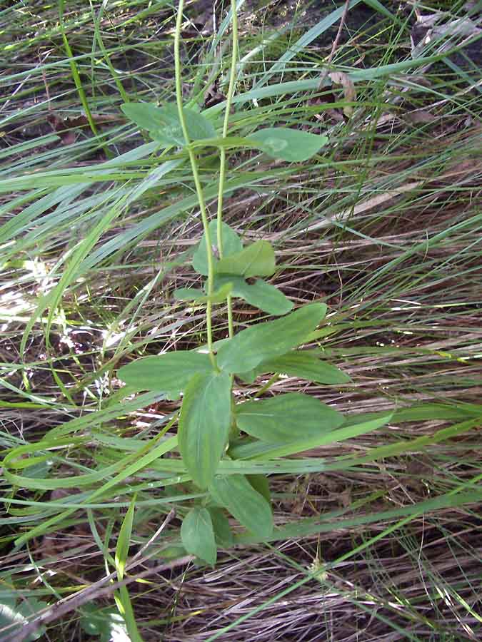 <i>Hypericum montanum</i> L.