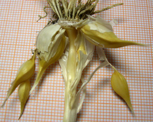 <i>Allium sardoum</i> Moris