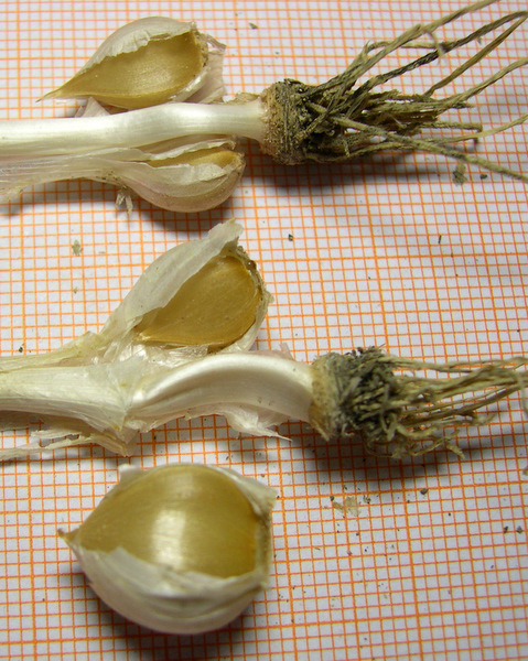 <i>Allium atroviolaceum</i> Boiss.
