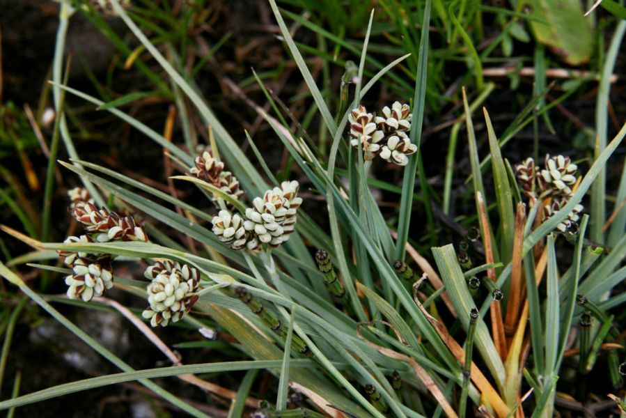 <i>Carex bicolor</i> All.