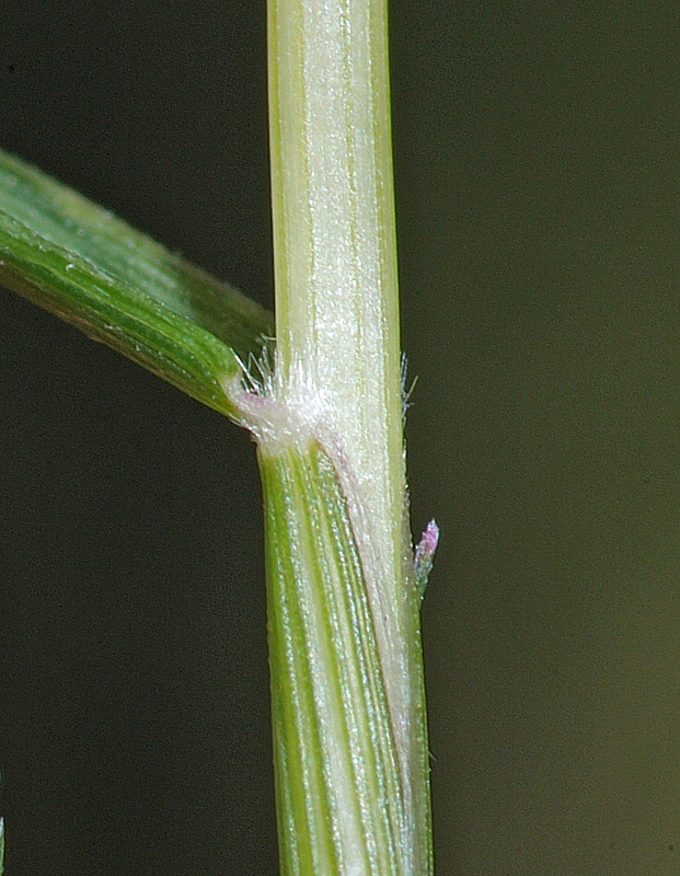 <i>Sporobolus alopecuroides</i> (Piller & Mitterp.) P.M.Peterson
