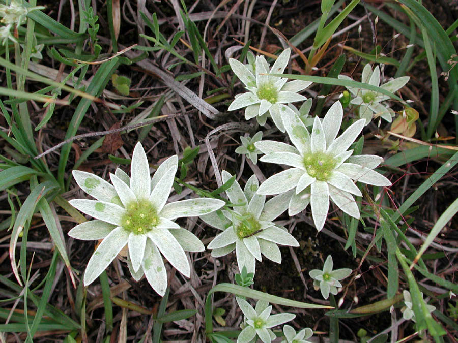 <i>Filago asterisciflora</i> (Lam.) Sweet