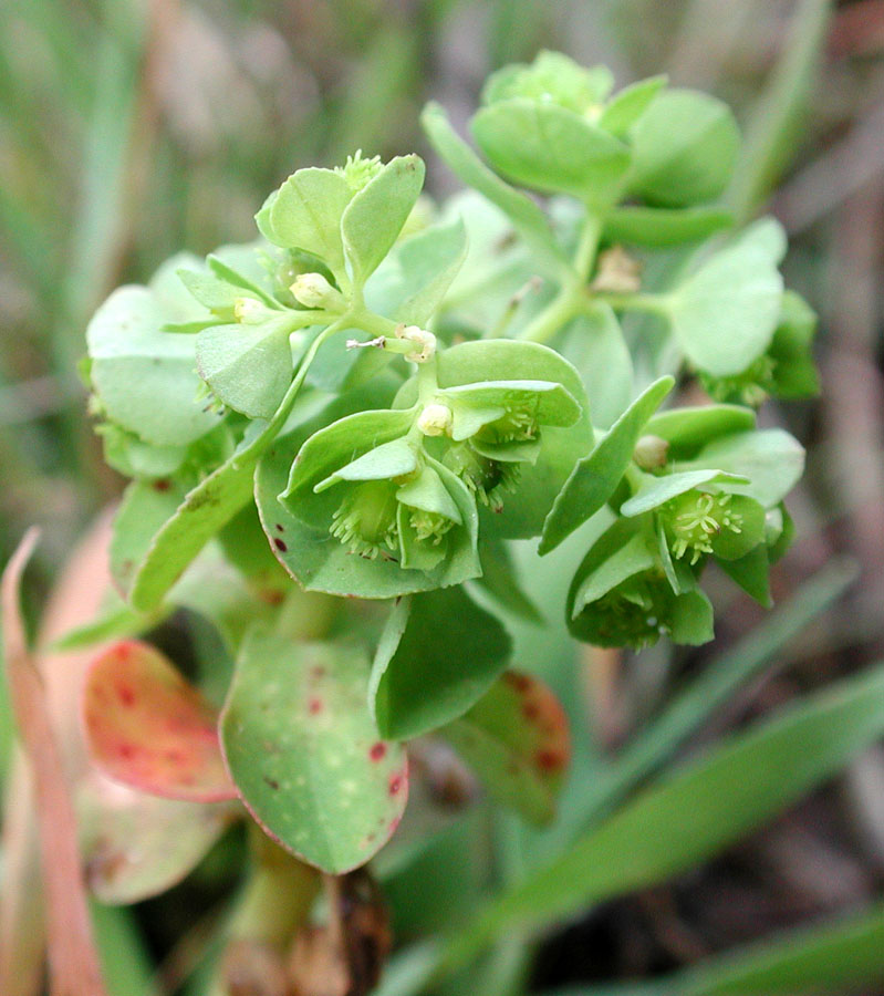 <i>Euphorbia cuneifolia</i> Guss.