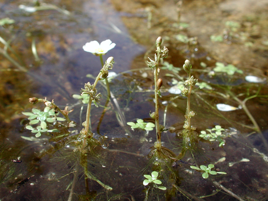 <i>Myriophyllum alterniflorum</i> DC.