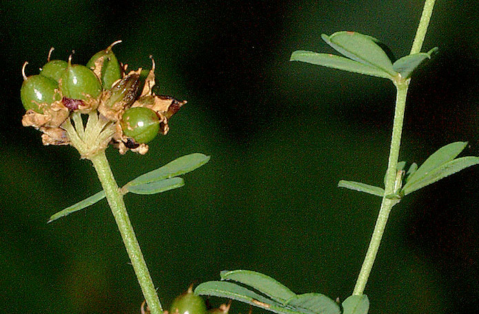<i>Lotus dorycnium</i> L. subsp. <i>herbaceus</i> (Vill.) Kramina & D.D. Sokoloff