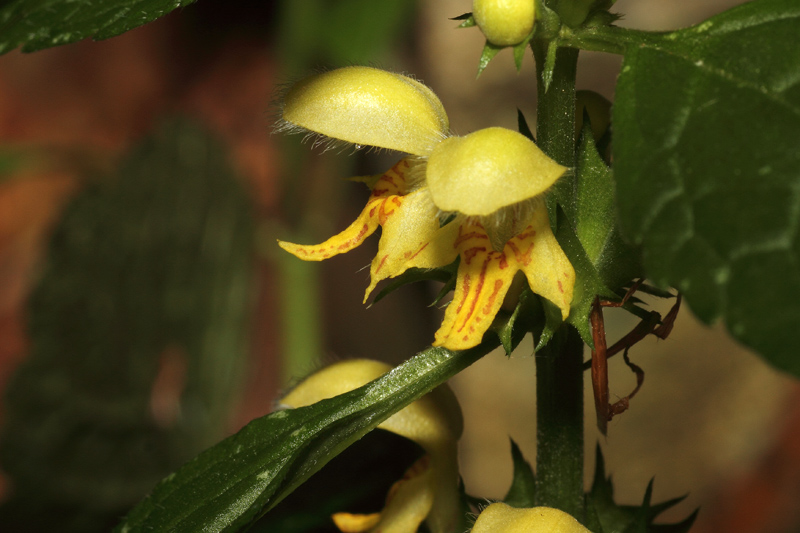 <i>Lamium galeobdolon</i> (L.) L. subsp. <i>montanum</i> (Pers.) Hayek