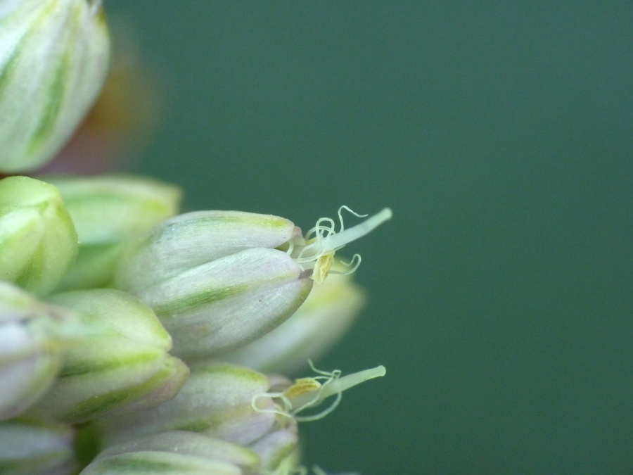 <i>Allium vineale</i> L.