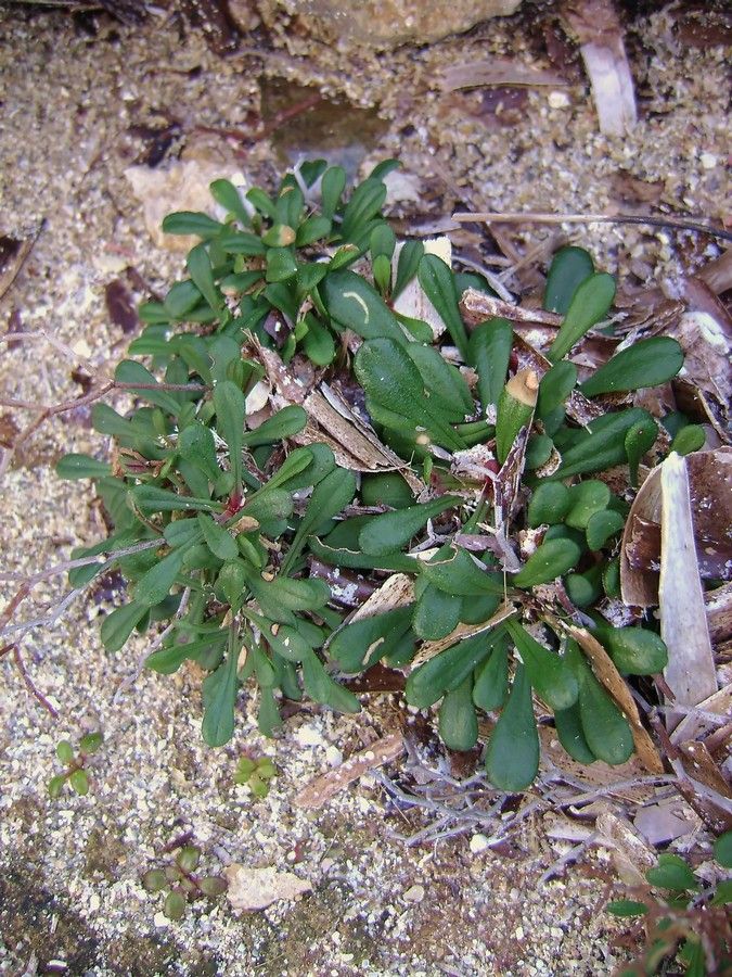 <i>Limonium bellidifolium</i> (Gouan) Dumort.
