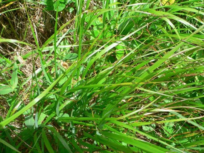<i>Calamagrostis villosa</i> (Chaix) J.F.Gmel.