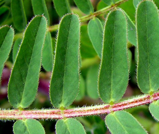 <i>Astragalus boeticus</i> L.