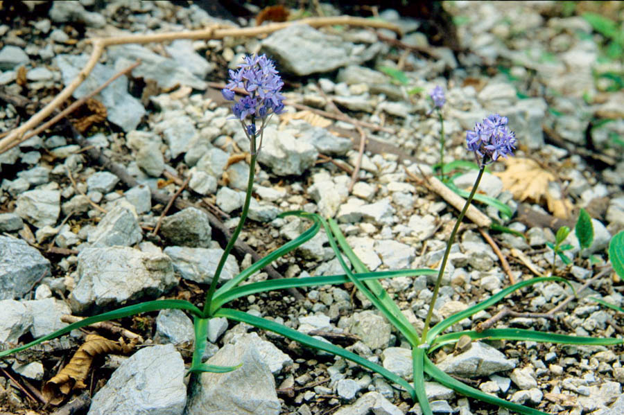 <i>Hyacinthoides italica</i> (L.) Rothm.