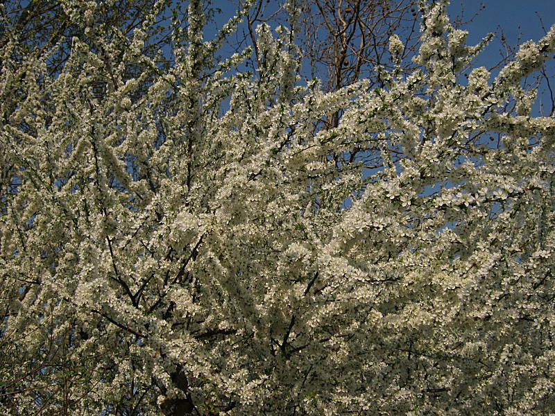 <i>Prunus spinosa</i> L. subsp. <i>spinosa</i>