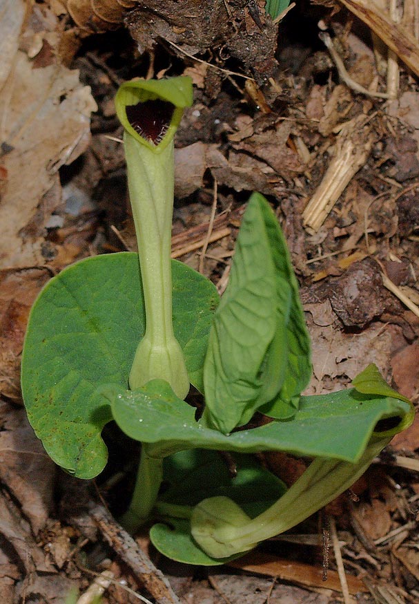 <i>Aristolochia lutea</i> Desf.