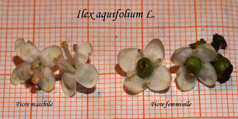 <i>Ilex aquifolium</i> L.