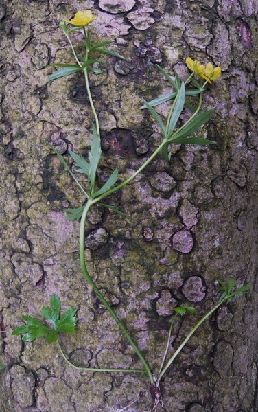 <i>Ranunculus luminarius</i> Rigo ex Pignatti