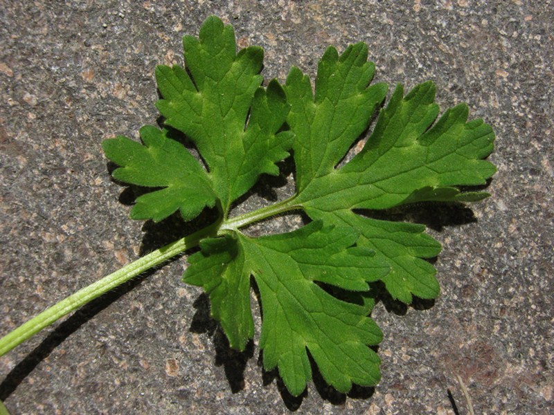 <i>Ranunculus neapolitanus</i> Ten.
