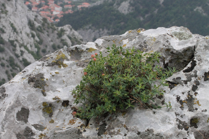 <i>Euphorbia fragifera</i> Jan