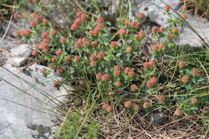 <i>Euphorbia fragifera</i> Jan