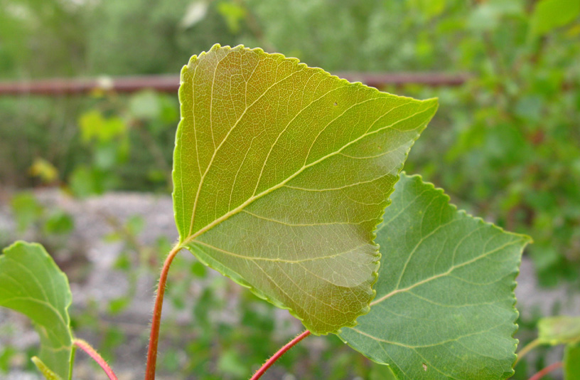 <i>Populus nigra</i> L.