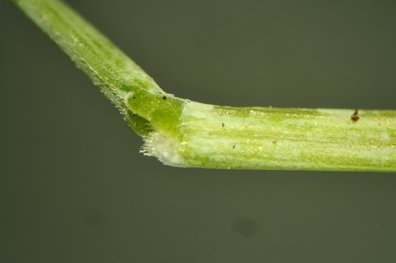 <i>Festuca stricta</i> Host subsp. <i>sulcata</i> (Hack.) Patzke ex Pils