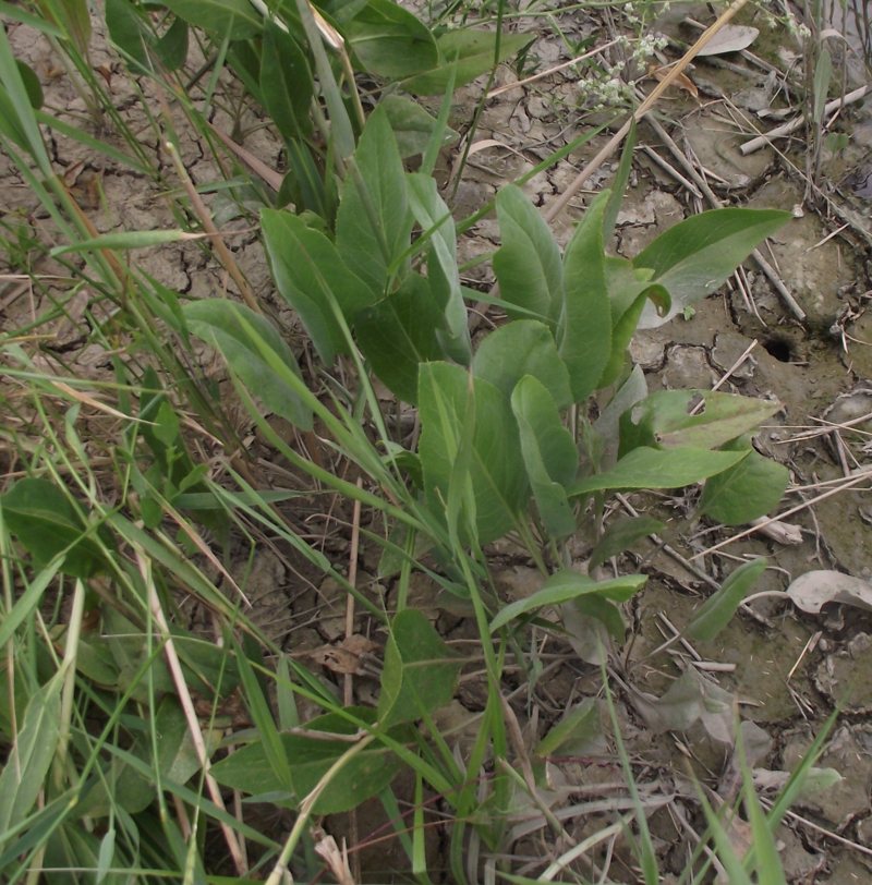 <i>Lepidium latifolium</i> L.