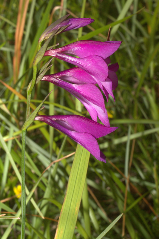 <i>Gladiolus palustris</i> Gaudin