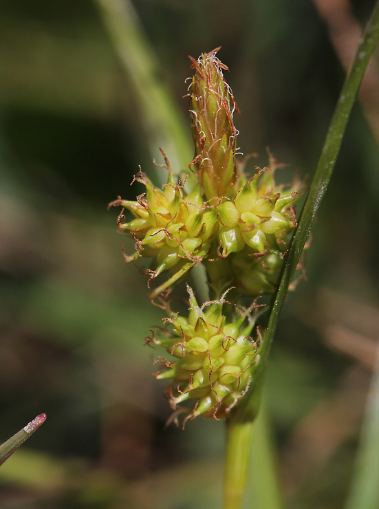 <i>Carex oederi</i> Retz.