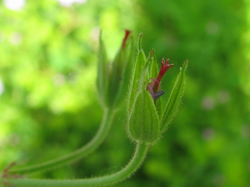 <i>Geranium asphodeloides</i> Burm.f. subsp. <i>asphodeloides</i>