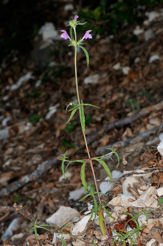 <i>Galeopsis angustifolia</i> Ehrh. ex Hoffm. subsp. <i>angustifolia</i>