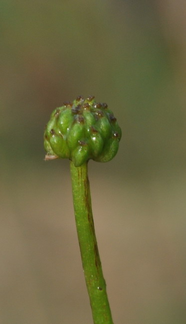 <i>Ranunculus circinatus</i> Sibth.