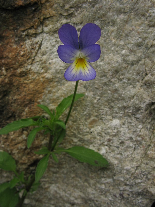 <i>Viola tricolor</i> L.