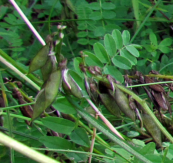 <i>Astragalus alpinus</i> L.