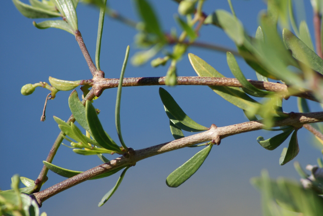 <i>Periploca angustifolia</i> Labill.