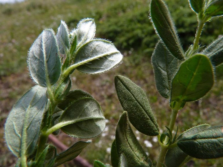 <i>Helianthemum nummularium</i> (L.) Mill. subsp. <i>tomentosum</i> (Scop.) Schinz & Thell.