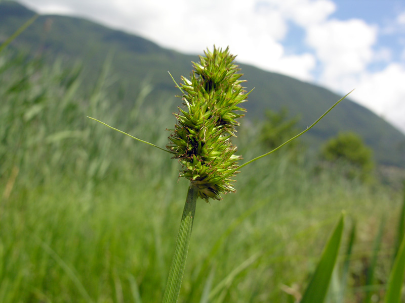<i>Carex otrubae</i> Podp.
