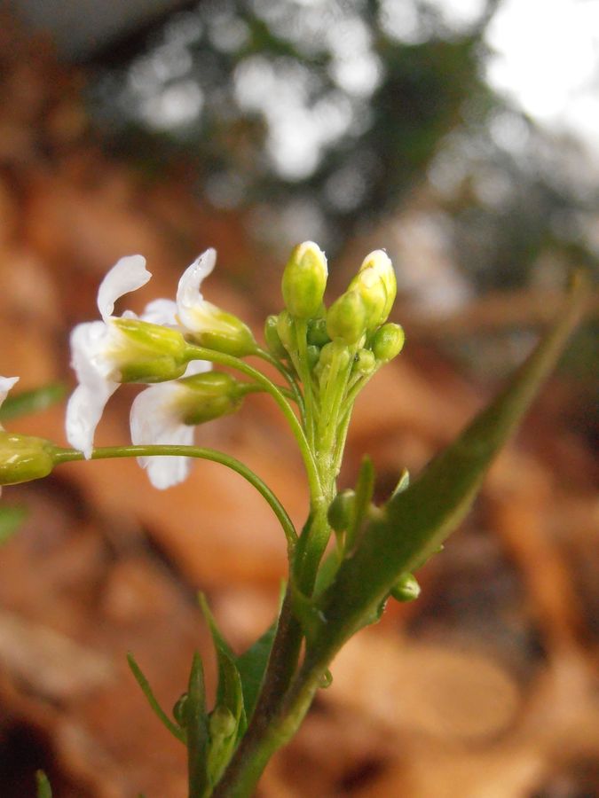 <i>Arabidopsis halleri</i> (L.) O'Kane & Al-Shehbaz
