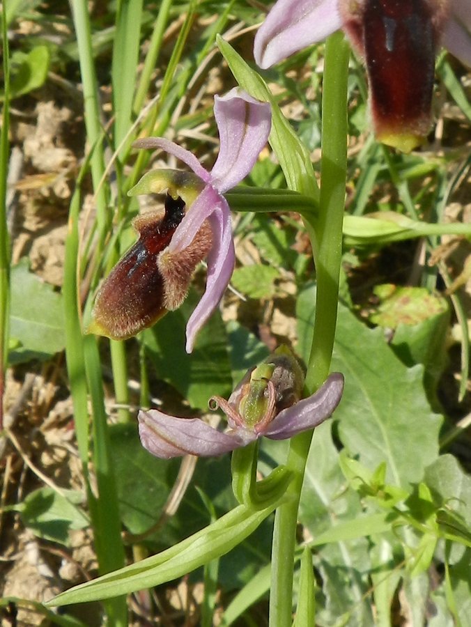 <i>Ophrys lunulata</i> Parl.