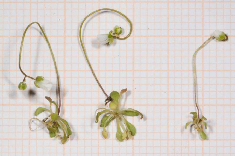 <i>Draba verna</i> L. subsp. <i>spathulata</i> (Láng) Rouy & Foucaud