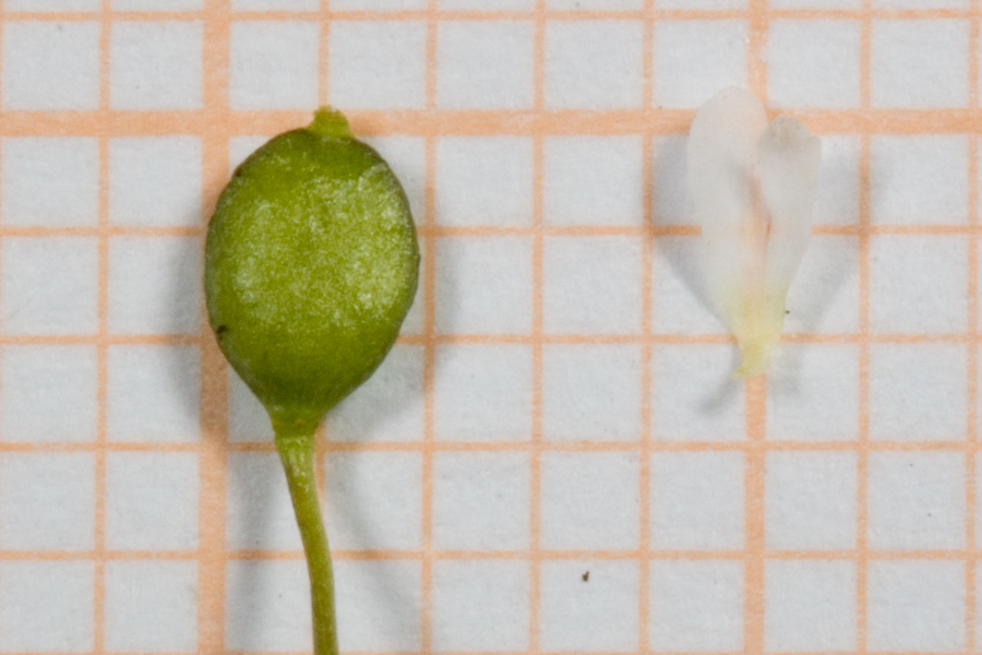 <i>Draba verna</i> L. subsp. <i>spathulata</i> (Láng) Rouy & Foucaud