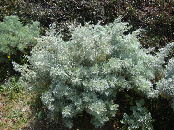 <i>Artemisia arborescens</i> (Vaill.) L.