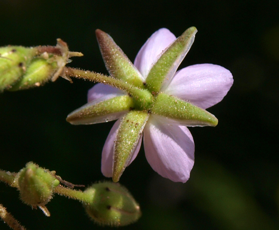 <i>Spergularia rubra</i> (L.) J.Presl & C.Presl