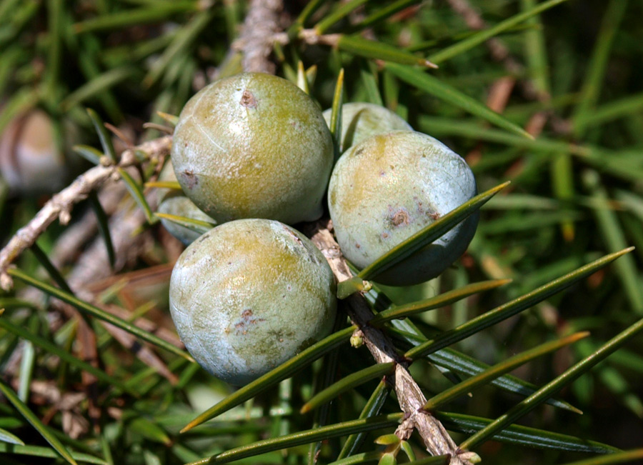 <i>Juniperus oxycedrus</i> L.