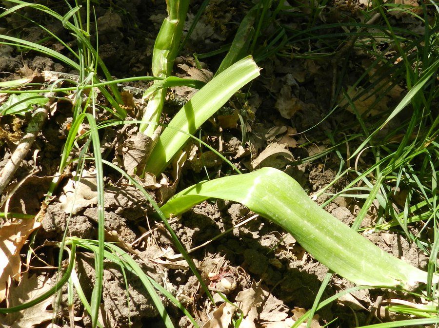 <i>Allium siculum</i> Ucria
