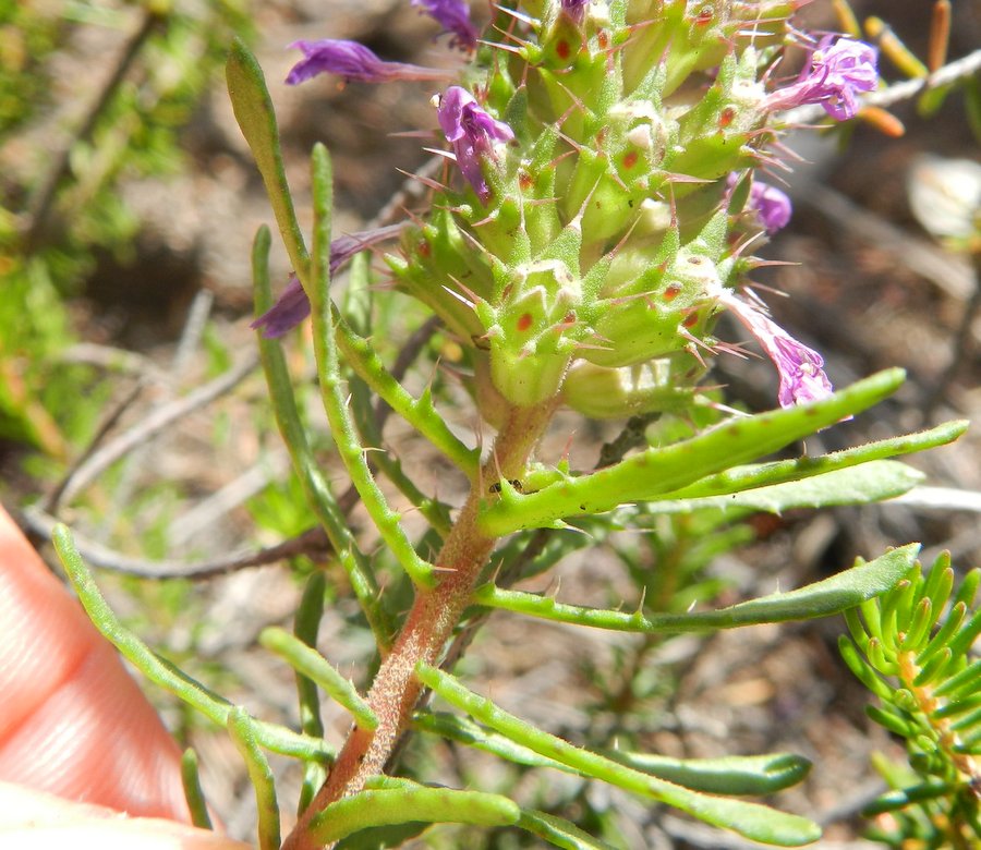 <i>Coris monspeliensis</i> L. subsp. <i>annua</i> (Halàcsy & Bald.) Arrigoni