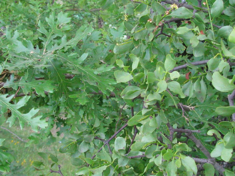 <i>Loranthus europaeus</i> Jacq.