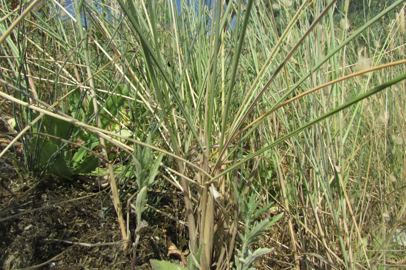 <i>Calamagrostis arenaria</i> (L.) Roth subsp. <i>arundinacea</i> (Husn.) Banfi, Galasso & Bartolucci
