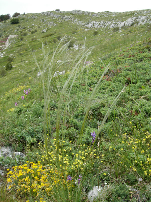 <i>Stipa dasyvaginata</i> Martinovský subsp. <i>apenninicola</i> Martinovský & Moraldo