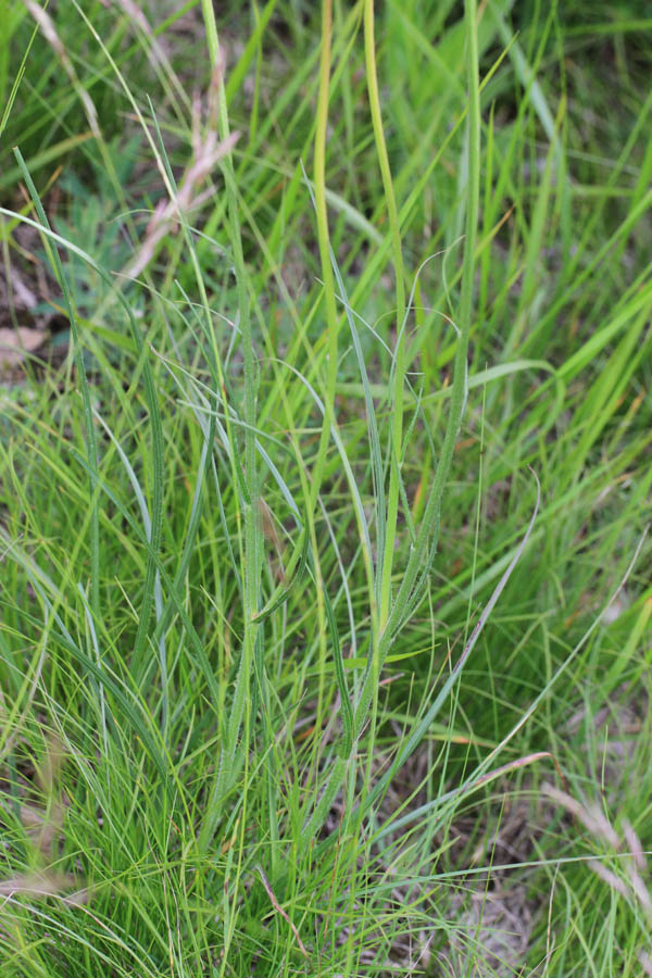 <i>Gelasia villosa</i> (Scop.) Cass. subsp. <i>villosa</i>