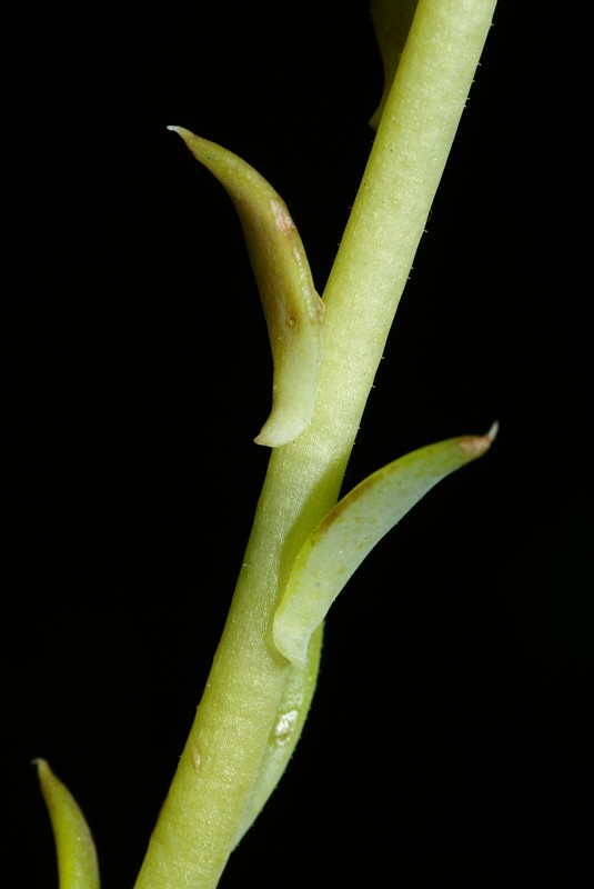 <i>Petrosedum thartii</i> (L.P.Hébert) Niederle